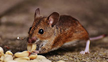Find Exterminators in Traill County